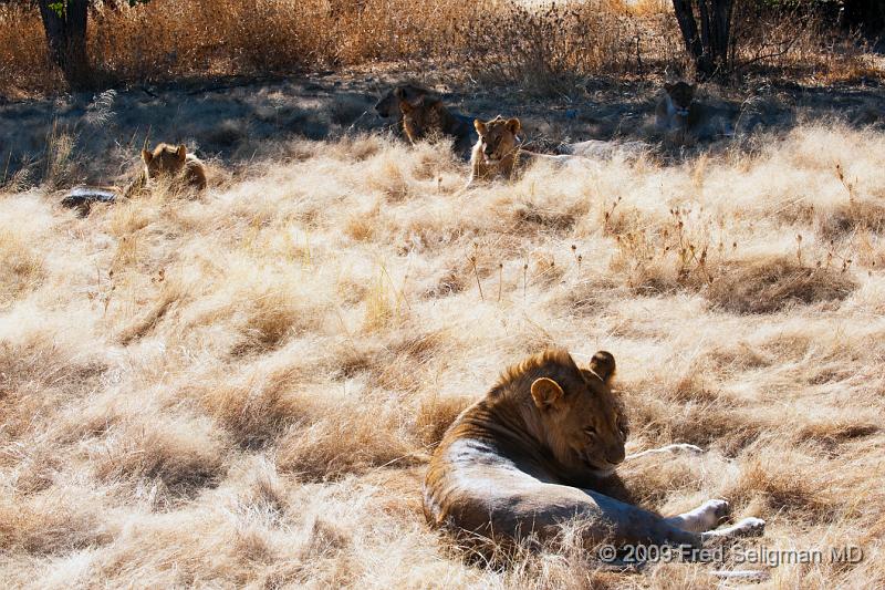 20090611_090608 D3 (1) X1.jpg - Lions at Little Ongava Reserve, a private game area, contiguous with Etosha National Park, Namibia